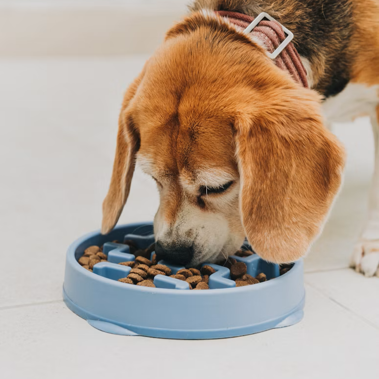 Bowls & Feeders