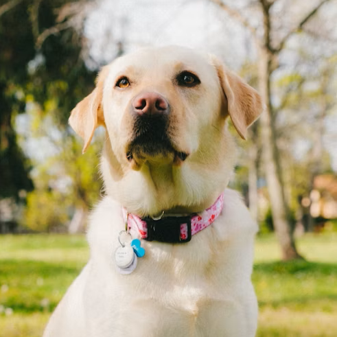 Collars & Harnesses