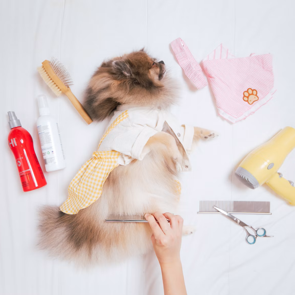 Care & Grooming