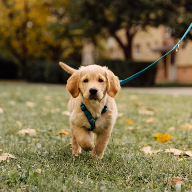 Walking